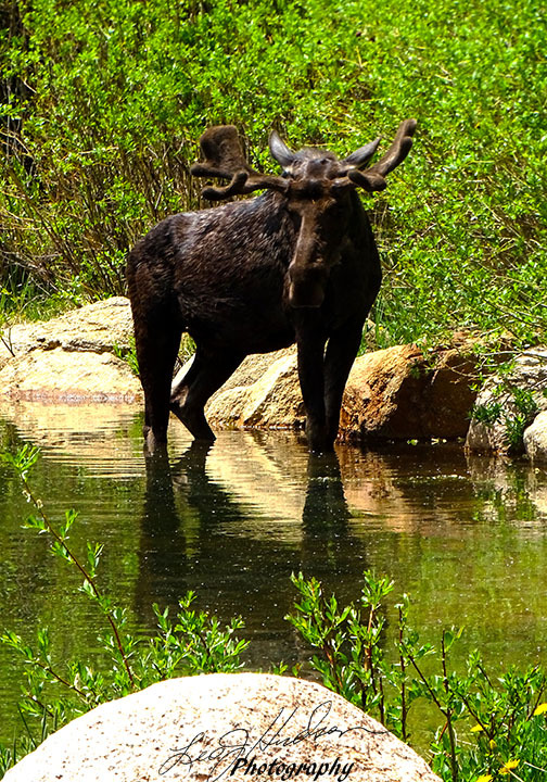 Bull-Moose-08291